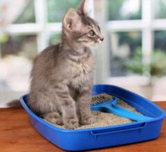 Is Your Cat's Litter Box Clean? The Best Tips For A Clean Cat Litter
