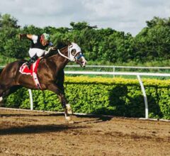Horse Betting Tips: How to Choose the Winning Thoroughbred
