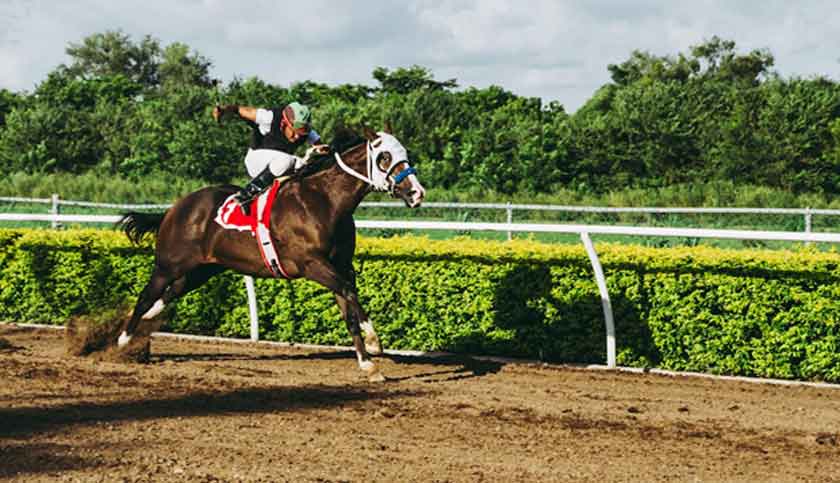 Horse Betting Tips: How to Choose the Winning Thoroughbred