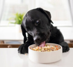 Simplifying Pet Parenting: Why Dog Food Delivery is a Game-Changer