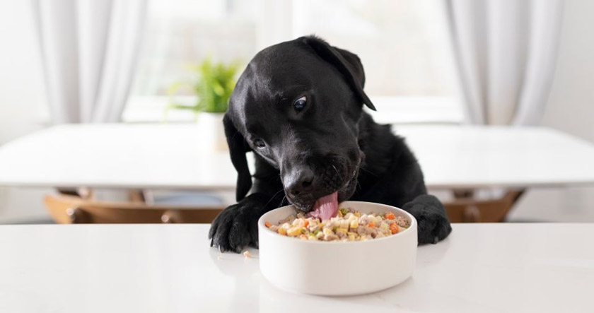 Simplifying Pet Parenting: Why Dog Food Delivery is a Game-Changer