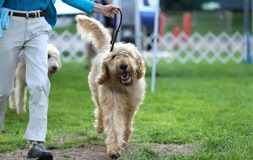 5 Expert Thoughts for Buying a Pet Online