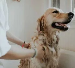 Training Tips for Students-Dog Owners