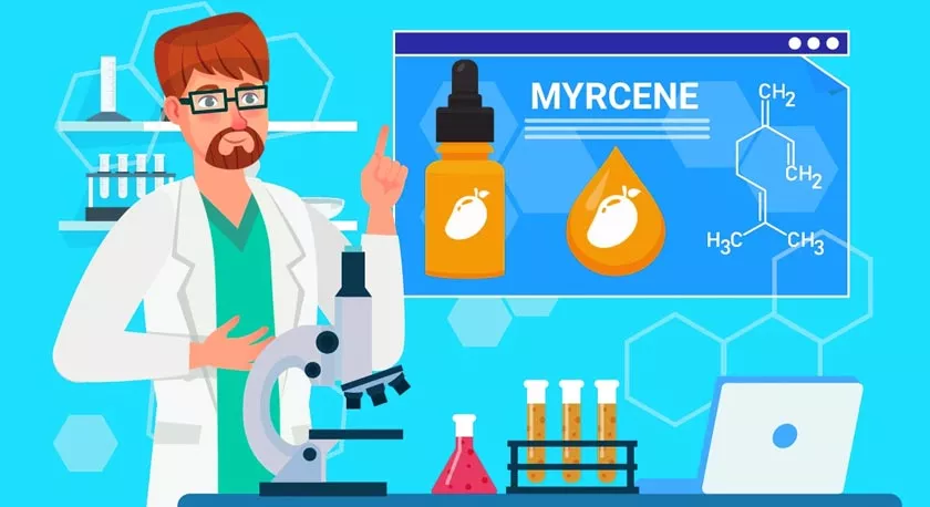 Myrcene Terpenes Unique Effects