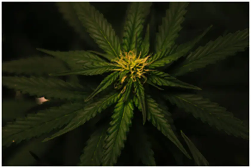 Premium White Ketapang Kratom Enhances Your Day