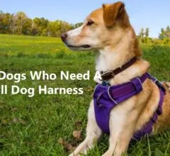 Types of Dogs Who Need A No-Pull Dog Harness