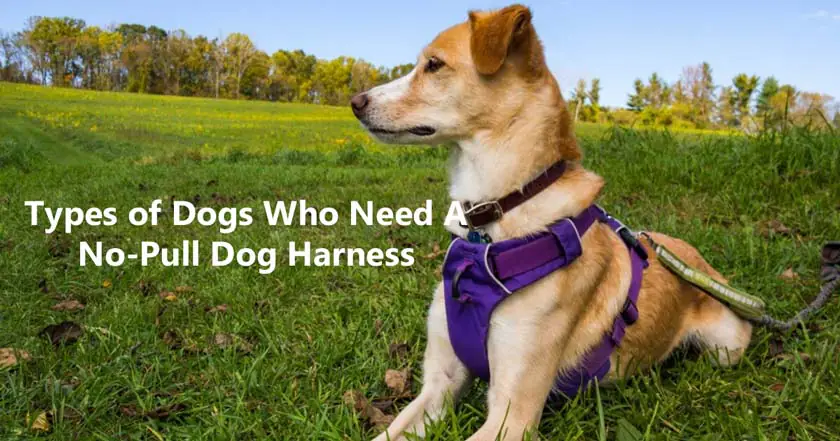 Types of Dogs Who Need A No-Pull Dog Harness